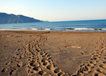 İztuzu sahili caretta carettalara kaldı