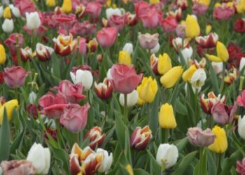 Frigya Çiçek Bahçesi baharla renklendi