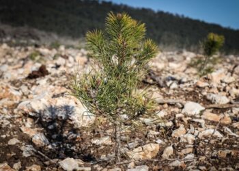 Yangından zarar gören 900 hektarlık alan yeniden yeşillendiriliyor
