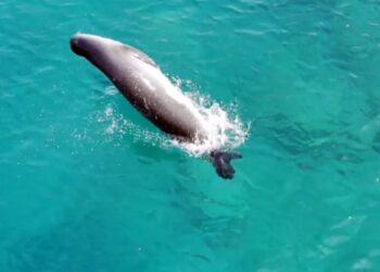 Nesli tehlike altındaki Akdeniz foku drone ile görüntülendi