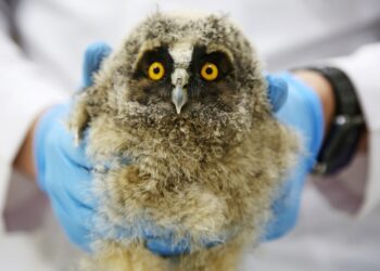 Manisa’da kulaklı orman baykuşu tedavi edildi