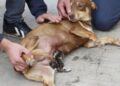 Köpek, öksüz kediye annelik yaptı