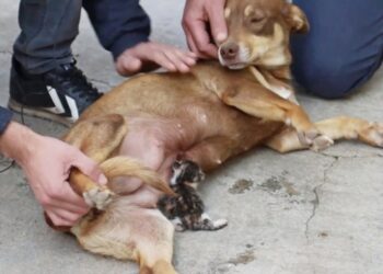 Köpek, öksüz kediye annelik yaptı