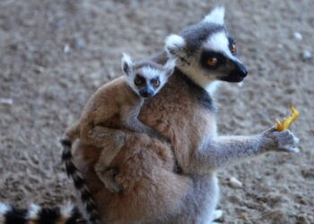 Anne lemur ikizlerine özenle bakıyor