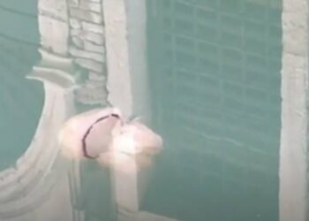 Venedik’in berraklaşan sularında denizanası görüntülendi