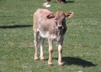 Buzağılar otlaklara çıkmanın sevincini yaşadı