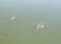 Su yüzüne çıkan yunuslar drone ile görüntülendi