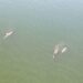 Su yüzüne çıkan yunuslar drone ile görüntülendi