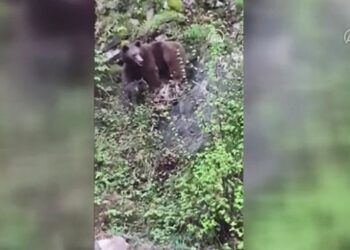Rize’de yola inen ayı ile iki yavrusu ilginç görüntüler oluşturdu