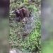 Rize’de yola inen ayı ile iki yavrusu ilginç görüntüler oluşturdu