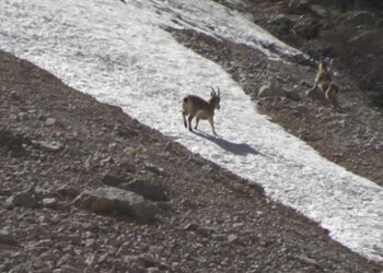 Munzur Dağları’nda yaban keçileri görüntülendi