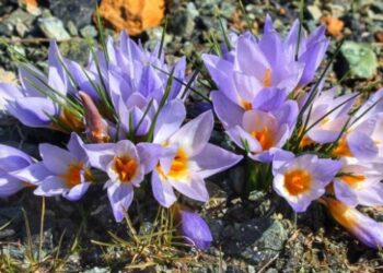 Kocaeli’nde keşfedildi, adı “Keltepe Çiğdemi” oldu