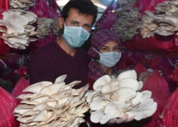 Devlet desteğiyle istiridye mantarı tesisi kurdular