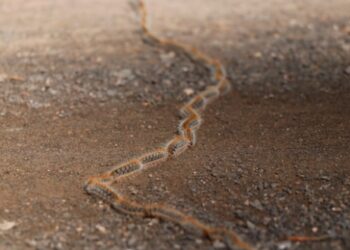 Kelebeğe dönüşmek için sıra halinde yolculuk