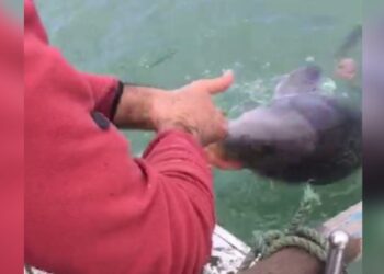 Ağlara takılan yunusu severek kurtardı