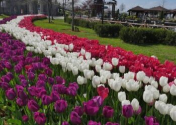 Trabzon’da 11 bini aşkın ağaç ve çiçek dikildi