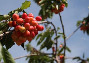 Çukurova’nın erkenci kirazı Uzakdoğu’ya ihraç edilecek
