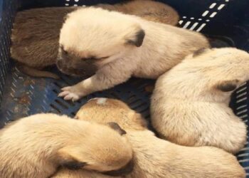 6 yavrusuyla kanyonda mahsur kalan köpek kurtarıldı