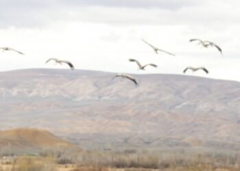 Malatya’da allı turna sürüsü ilgi çekti