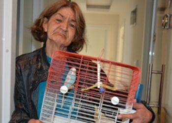 Yaşlı kadın belediyeden muhabbet kuşu istedi