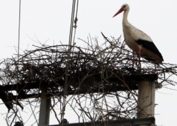 Leylekler 8 yıldır elektrik direğine yuva yapıyor