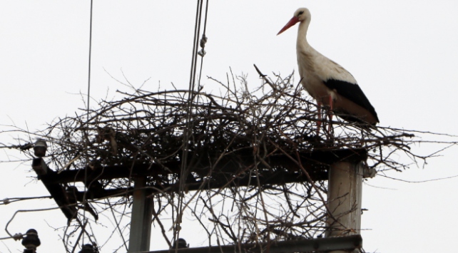Leylekler 8 yıldır elektrik direğine yuva yapıyor