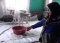112’yi aradı, kuzularına yem istedi