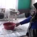 112’yi aradı, kuzularına yem istedi