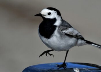 Kars’ta doğa canlandı