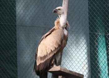 Tedavi edilen kızıl akbaba doğaya bırakıldı