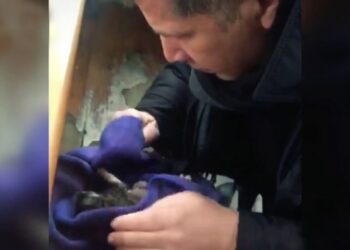 Yavru kediyi kalp masajı ve suni teneffüsle hayata bağladı