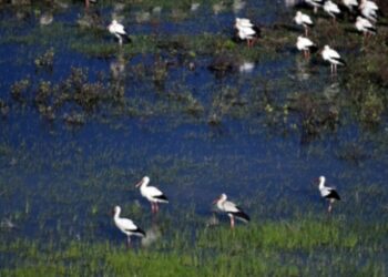 Göç yolcusu leylekler Mersin’de mola verdi