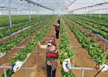 Aydın’da 3 kadın girişimci kurdukları topraksız serada çilek yetiştiriyor