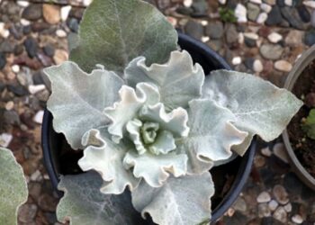 Yalova’nın endemik bitkileri koleksiyon bahçesinde