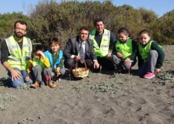 Sahile kum zambağı ektiler