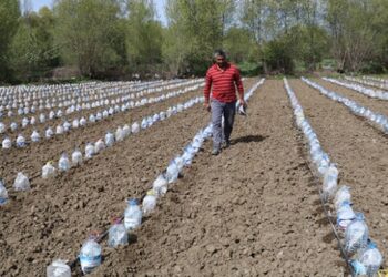 Sebze fidelerini pet şişelerle koruyor