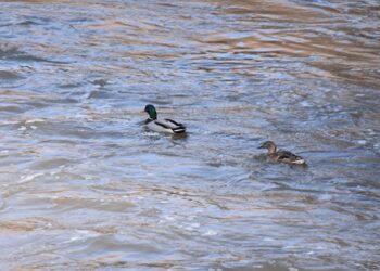Buzlar çözülünce göçmen kuşlar Kars’a dönmeye başladı