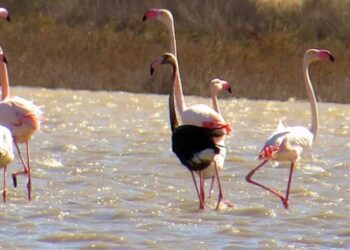 Siyah flamingo ikinci kez Türkiye’de