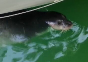 Kaş ve Bodrum’da görülen foklar ilgi odağı oldu