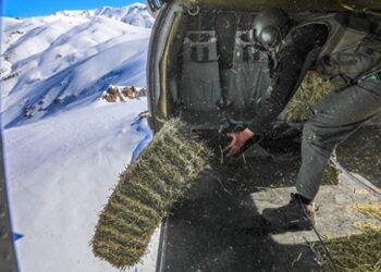 Yaban keçileri için dağlara 1 ton ot bırakıldı