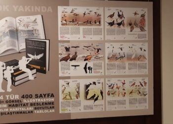 Türkiye’nin kuşları kitap oldu