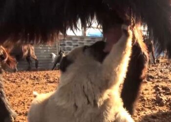 Annesi ölen yavru köpeğe keçi annelik yapıyor