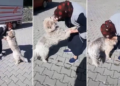 Şerife teyzenin Kibar ismini verdiği köpeğiyle buluşma anı