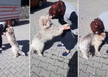 Şerife teyzenin Kibar ismini verdiği köpeğiyle buluşma anı