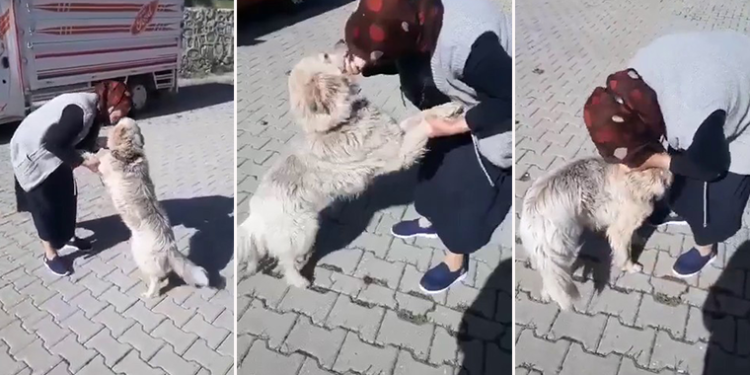 Şerife teyzenin Kibar ismini verdiği köpeğiyle buluşma anı