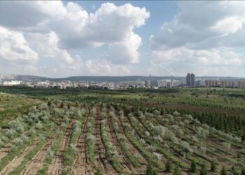 Hükümlüler üç yılda 2,5 milyona yakın fidanı toprakla buluşturdu