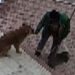 Sokak köpeğiyle temizlik görevlisinin sıcak karşılaşması