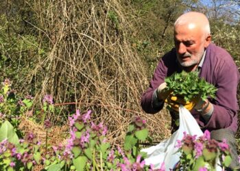 20 yıldır ağaçlara yaşam veriyor