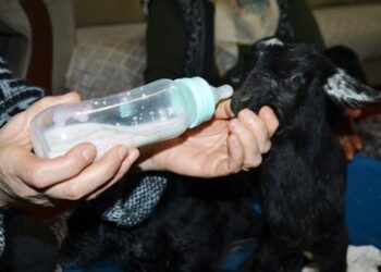 Üçüz oğlakları evlerinde biberonla besliyorlar