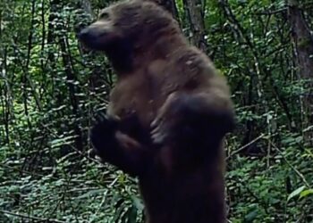 Küre Dağları’nda boz ayı fotokapanla görüntülendi